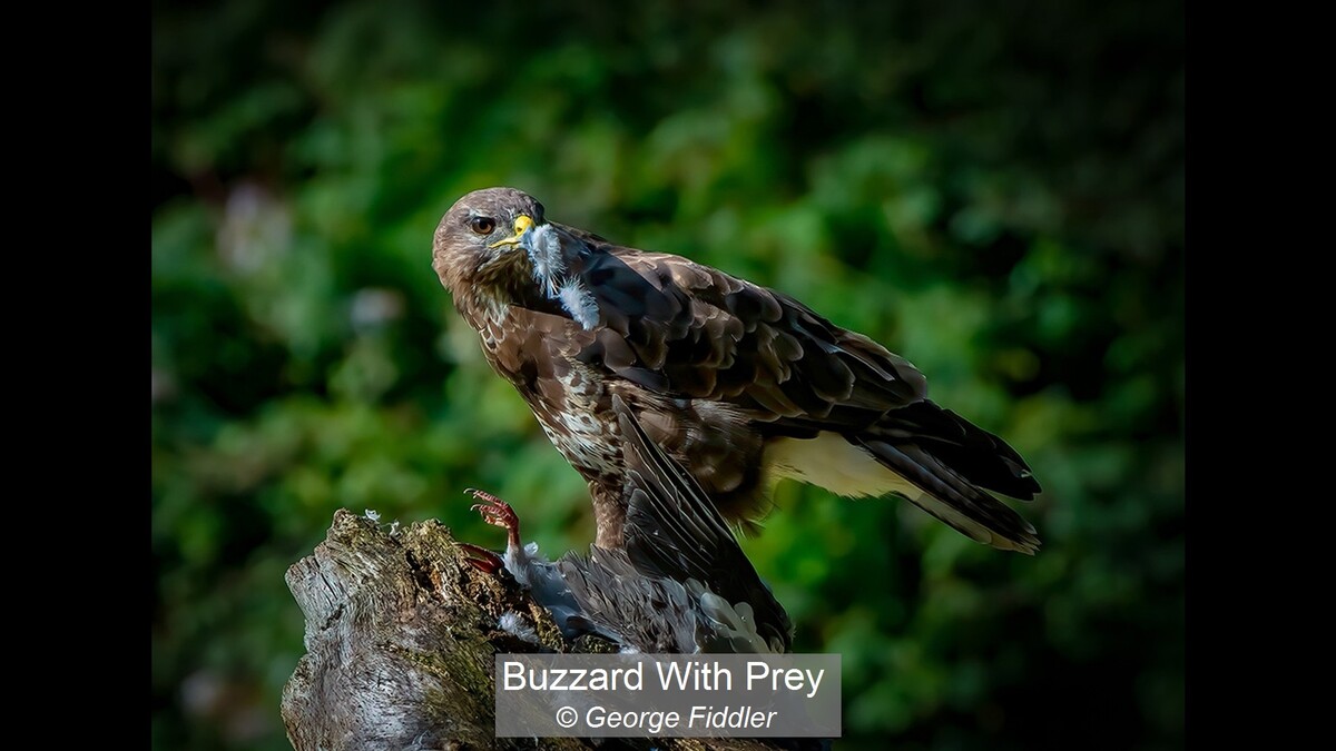 Buzzard With Prey